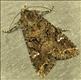 2154 (73.274) Cabbage Moth